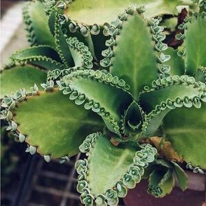 10 Starters / Mother Of Thousands 🪴